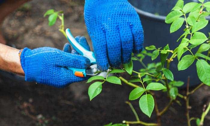 best-gloves-for-thorns