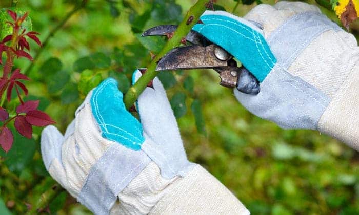 gloves-for-pruning-roses